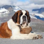 FamousPeopleFacts - Saint Bernard