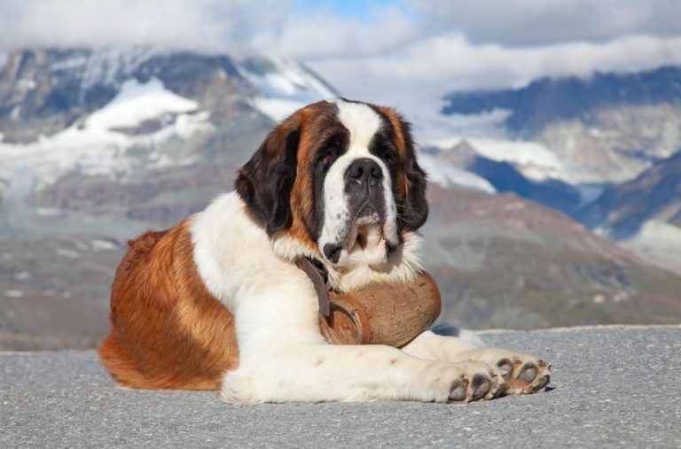 FamousPeopleFacts - Saint Bernard